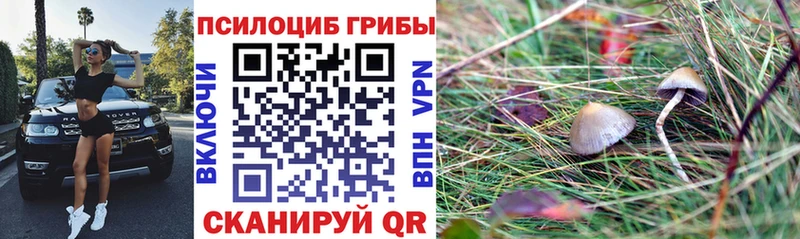 mega   Владивосток  Галлюциногенные грибы Psilocybe 